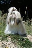 SHIH TZU 217
